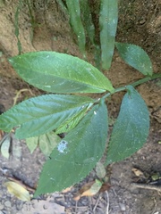 Elatostema reticulatum