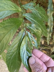 Elatostema reticulatum
