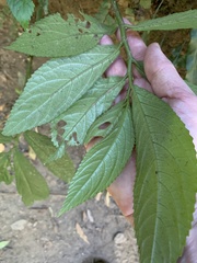 Elatostema reticulatum