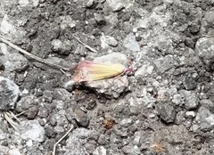 Phytometra obliqualis