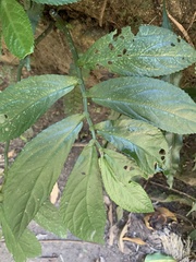 Elatostema reticulatum