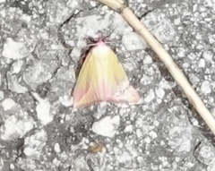 Phytometra obliqualis