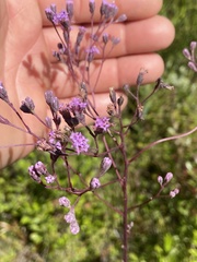 Carphephorus odoratissimus