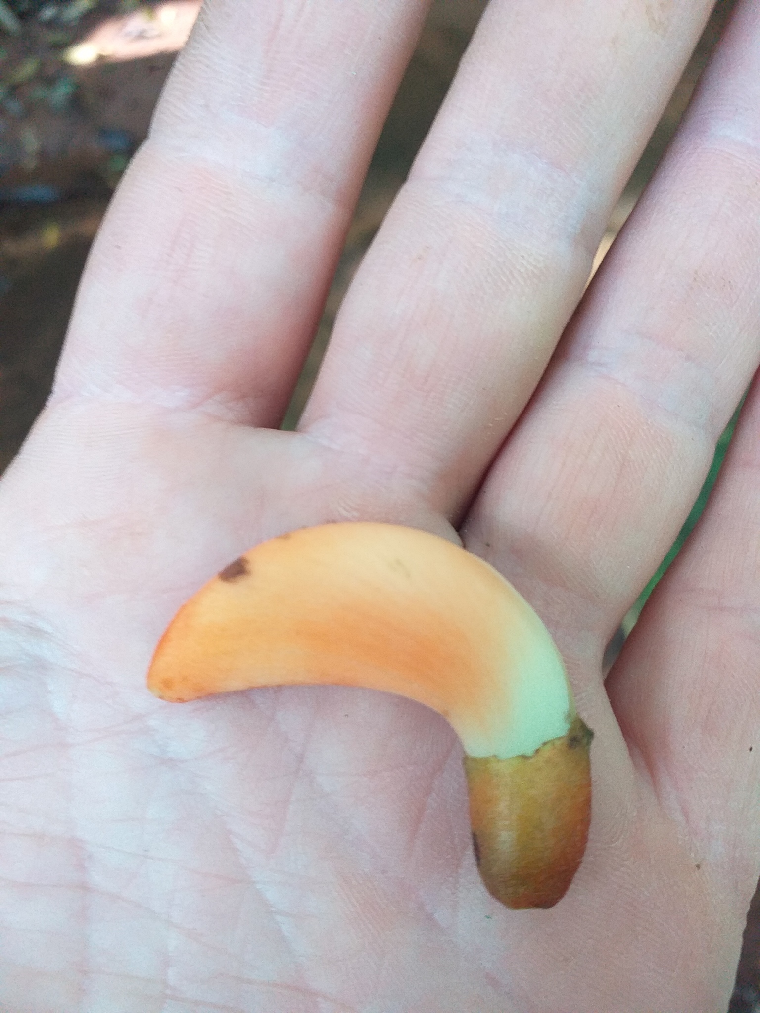 Erythrina falcata