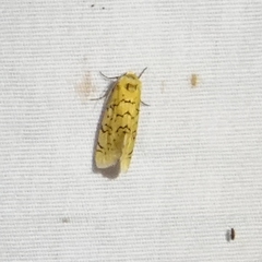 Chrysoecia atrolinea