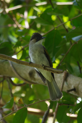 Hemixos flavala remotus