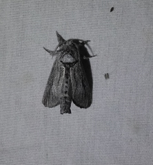 Inguromorpha itzalana