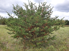 Pinus banksiana image
