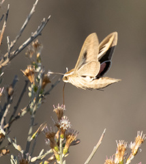 Hyles euphorbiarum