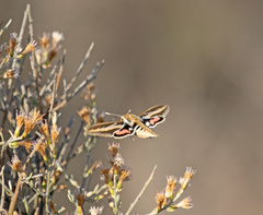 Hyles euphorbiarum