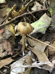 Entoloma olivaceomarginatum