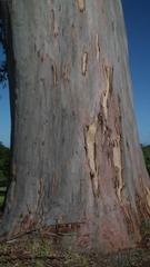 Eucalyptus saligna