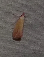 Phytometra obliqualis