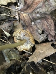 Entoloma olivaceomarginatum