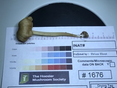Entoloma olivaceomarginatum