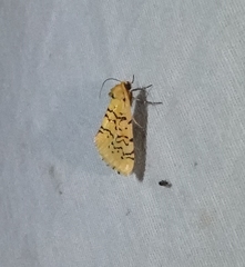 Chrysoecia atrolinea