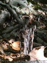 Neonectria ditissima