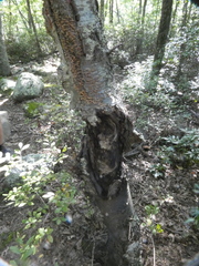 Neonectria ditissima