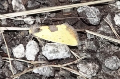 Stiria intermixta