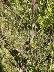 Carphephorus odoratissimus