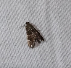Hymenia perspectalis