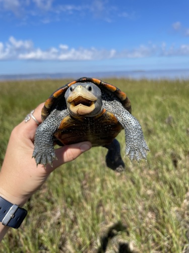 Diamondback Terrapin, Florida, US, photo 6 of 10