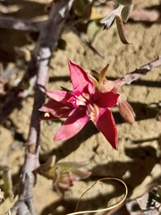 Krameria cistoidea