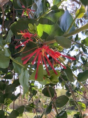 Tristerix corymbosus