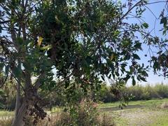 Tristerix corymbosus