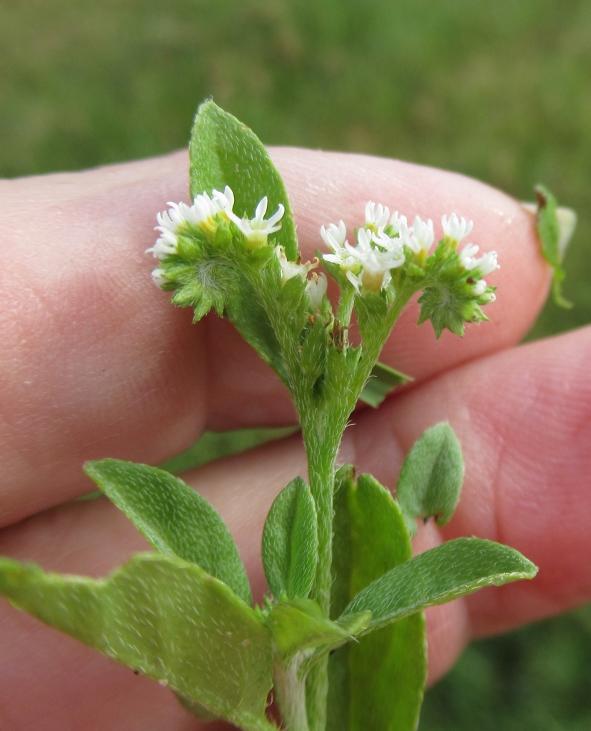 fourspike heliotrope from WilsonLedbetter Park, Cameron, Milam Co, TX, USA on September 27