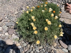 Eschscholzia californica
