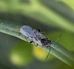 Nysius raphanus
