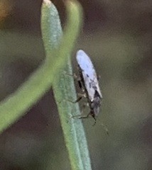 Nysius raphanus
