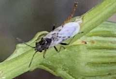 Nysius raphanus