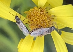 Nysius raphanus