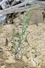 Gethyllis verticillata