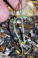 Gethyllis verticillata