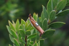 Canuza euspilella