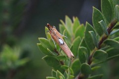 Canuza euspilella