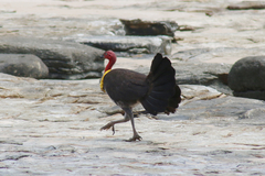 Alectura lathami lathami