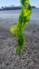 Ulva lactuca