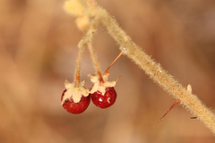 Solanum stelligerum