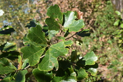 Quercus boyntonii
