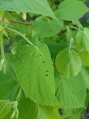 Eriophyes tiliae