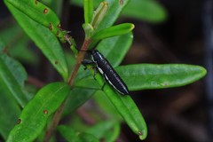 Rhinotia brunnea