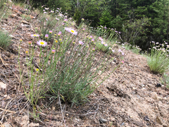 Erigeron filifolius