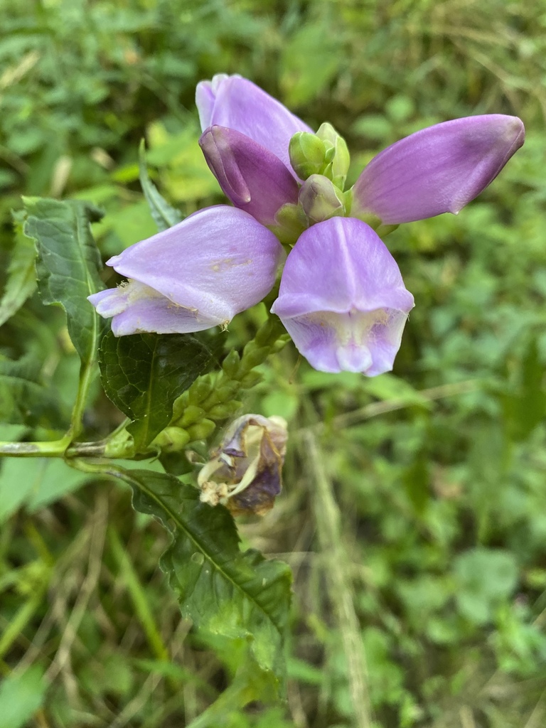 rose turtlehead