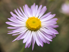 Erigeron filifolius