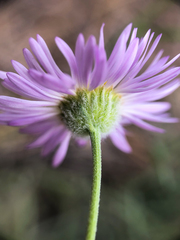 Erigeron filifolius