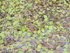 Potamogeton suboblongus
